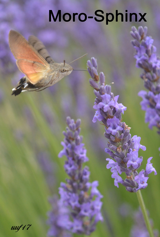 Papillon moro-sphinx