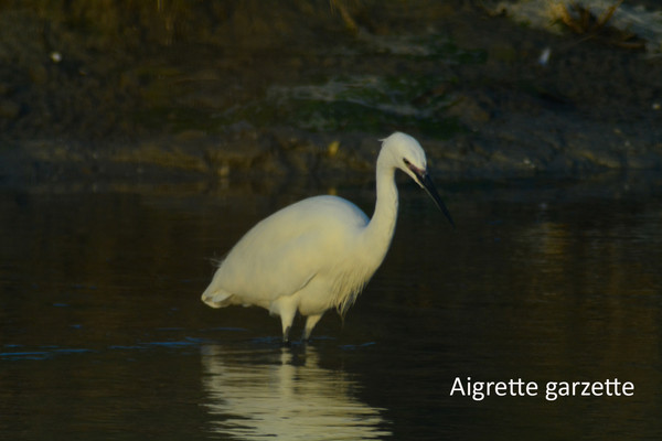 Aigrette garzette